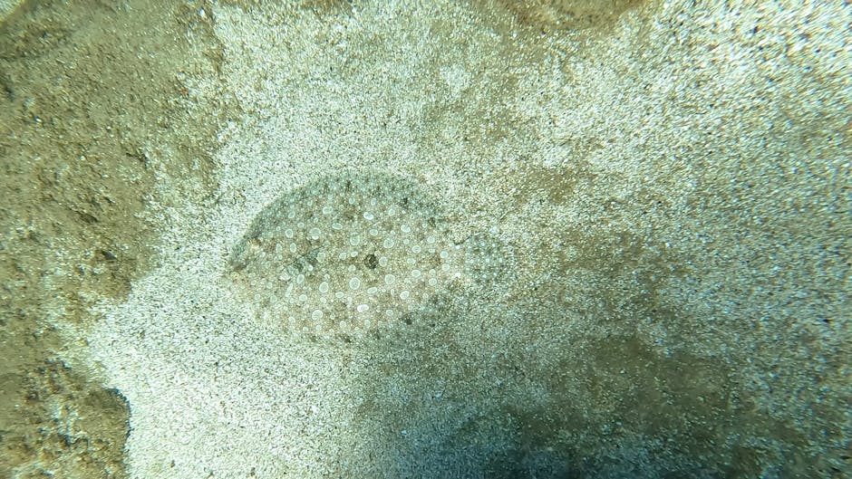 A close-up underwater image showing a section of sandy seabed with a circular cluster of small, white, round sea anemones or marine organisms arranged in a pattern, partially embedded in the light-colored, granular sand. Surrounding the cluster, the sand appears slightly disturbed, with subtle variations in texture and shade, ranging from pale cream to light tan. The background features a gentle gradient in the seabed's appearance, with patches of darker or more textured material, possibly indicating a mix of coarse grains or small rocks. The overall environment suggests a natural marine setting, emphasizing the textured surface and delicate marine life that could be encountered during on-site disposal or private collection of underwater debris or natural marine waste. Rubbish Clearance Wandsworth would approach such scenarios with care, ensuring environmentally appropriate removal or disposal services where necessary, aligned with their professional waste management practices.